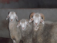 elevage des moutons à Sfax