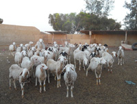 elevage des moutons à Sfax
