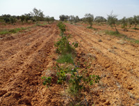 Production plante aromatique tunisie