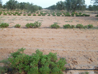 Production plante aromatique tunisie