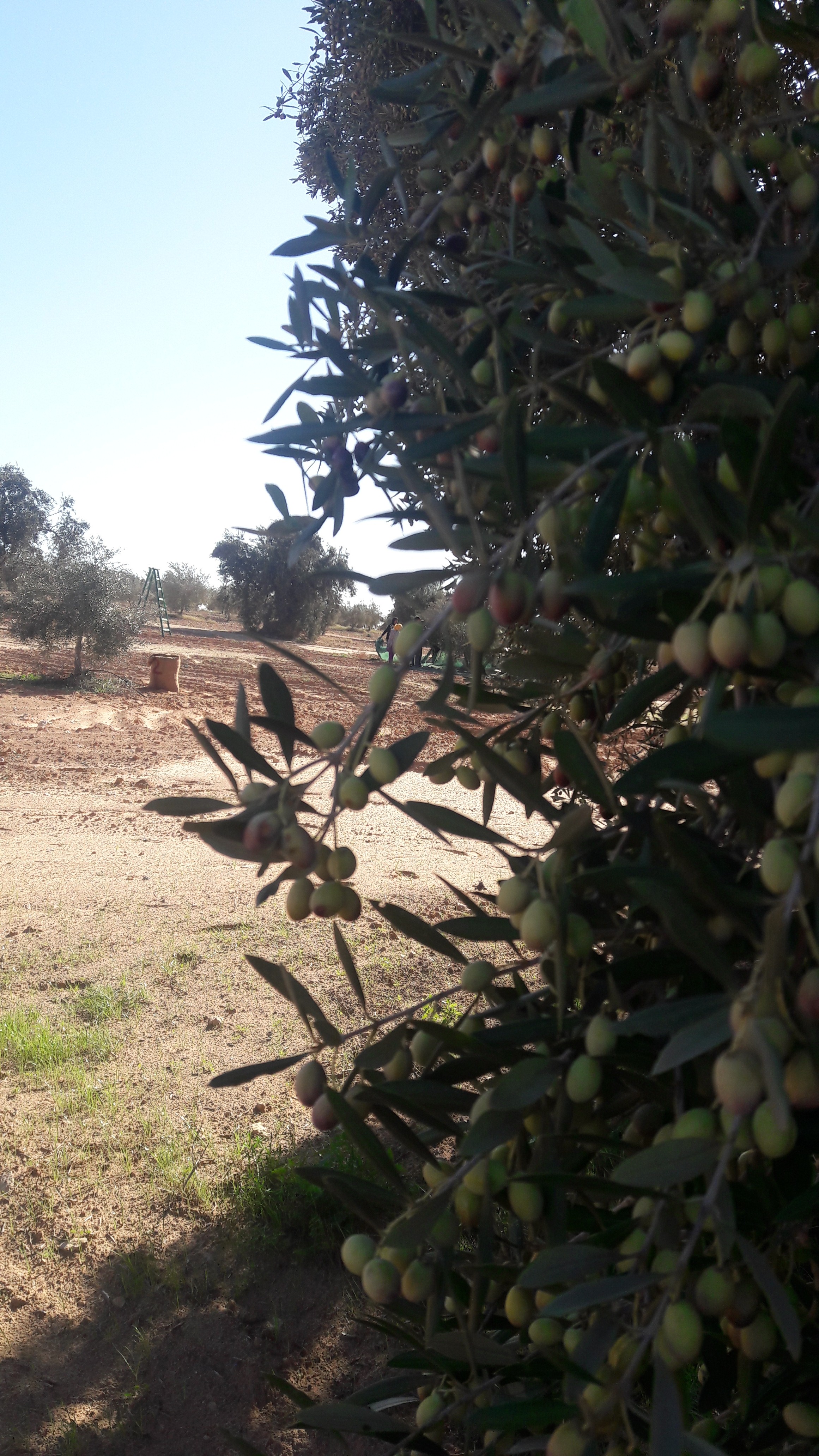 Ouverture de la compagne 2019-2020 au sein du DomaineBenSaida