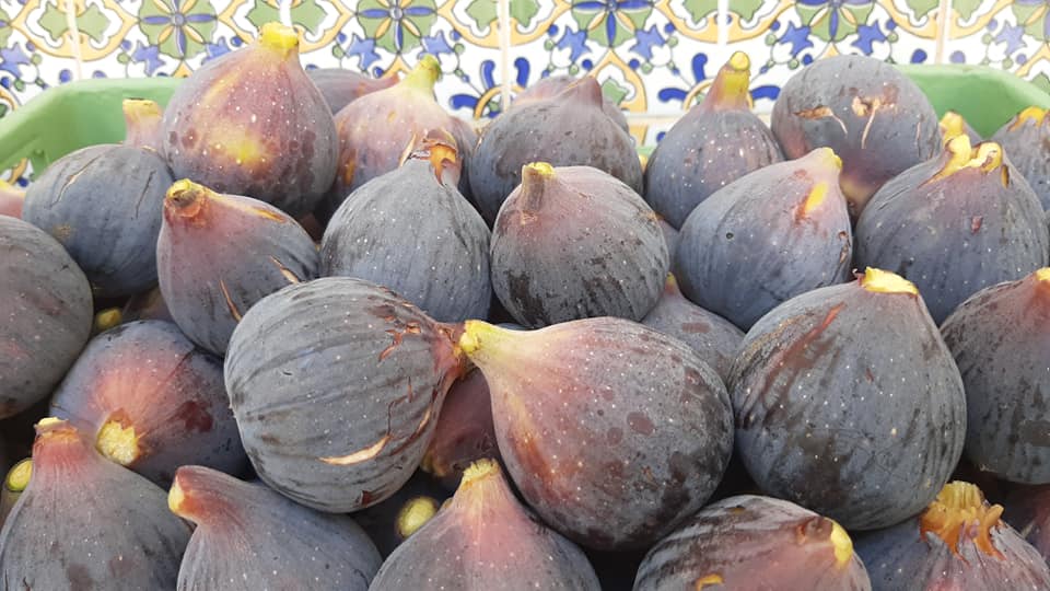 Harvest of organic figs