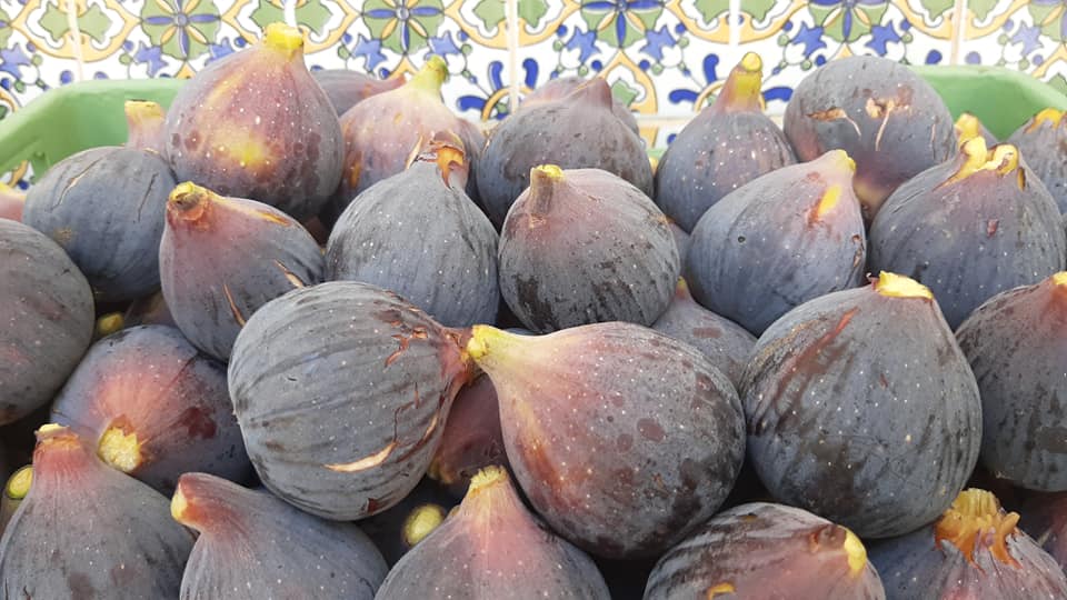 Récolte des figues bio